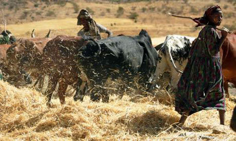 Teff, Photo by Radu Sigheti/Reuters Teff, Photo by Radu Sigheti/Reuters