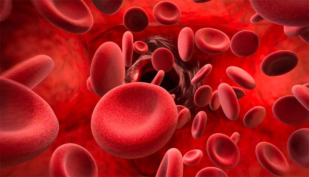 Blood